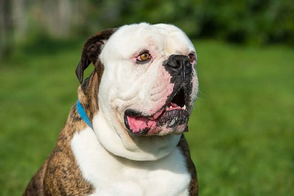 Bulldog americano: características, cuidados, alimentación y carácter