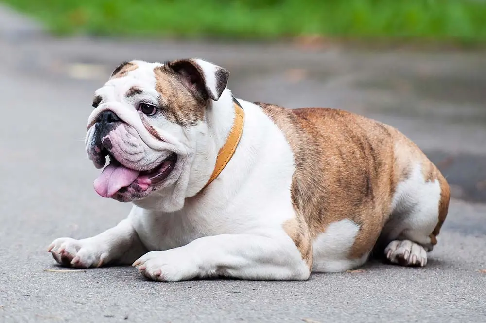 Bulldog inglés. Características, cuidados, alimentación y carácter