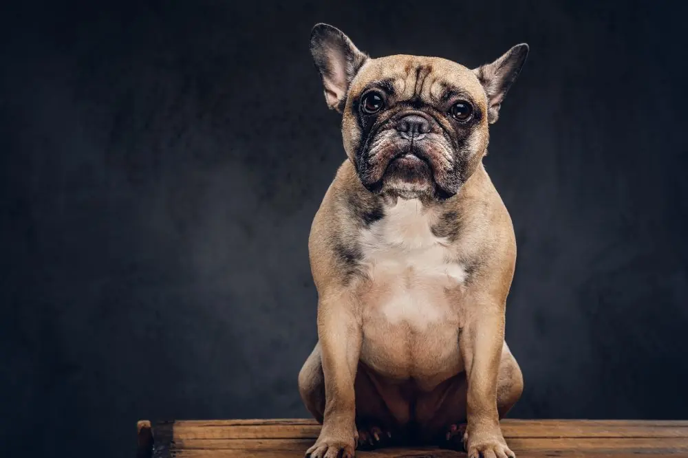 Bulldog