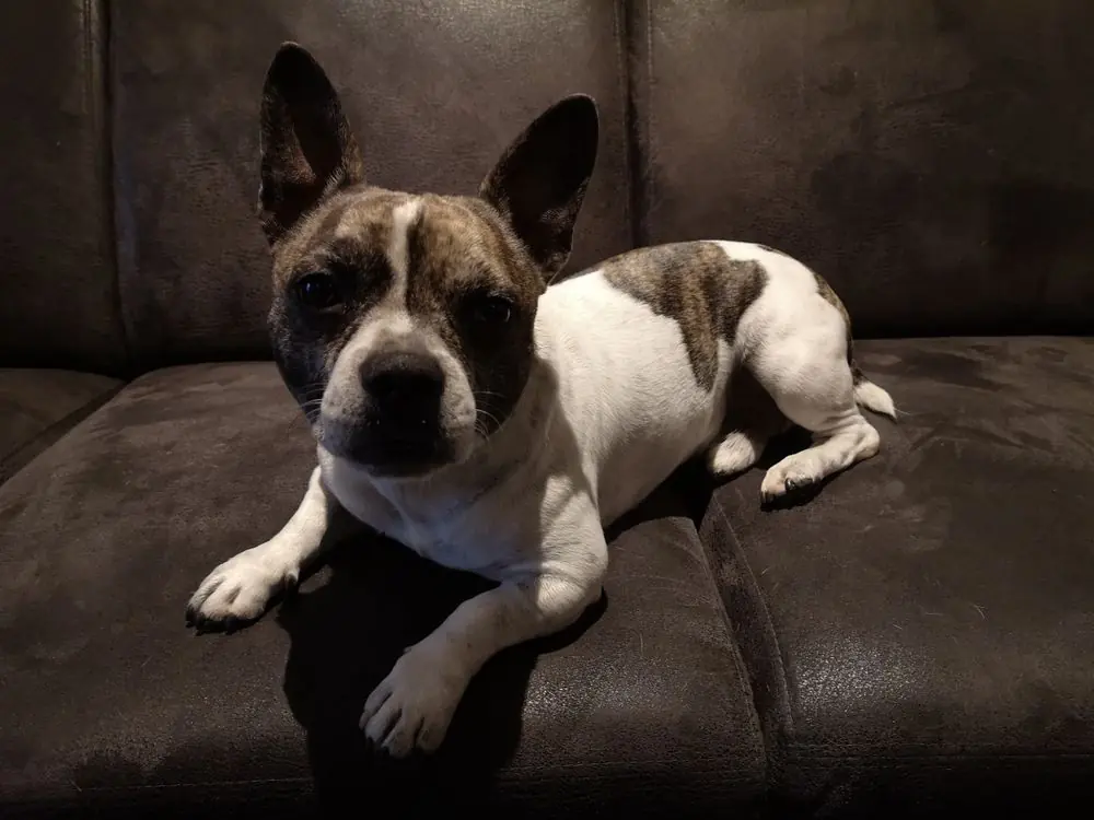 Bullhuahua. Caractéristiques, caractère et soins