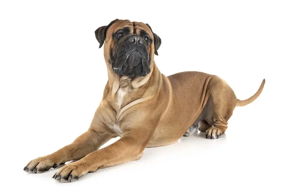 Bullmastiff. Características, cuidados, alimentación y carácter