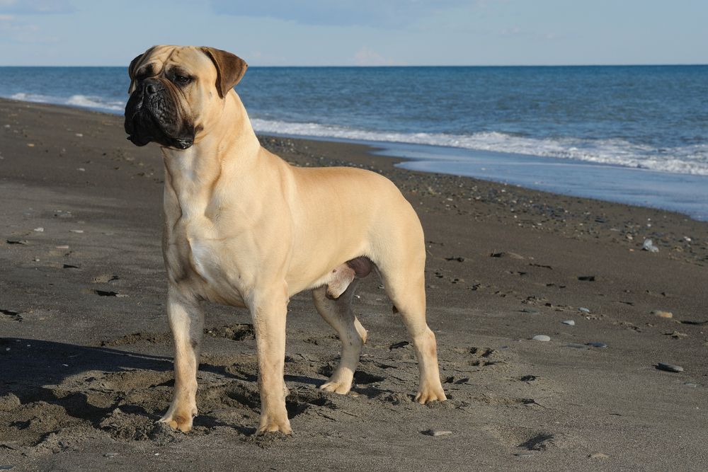 Bullmastiff de pie sobre la arena mirando al frente