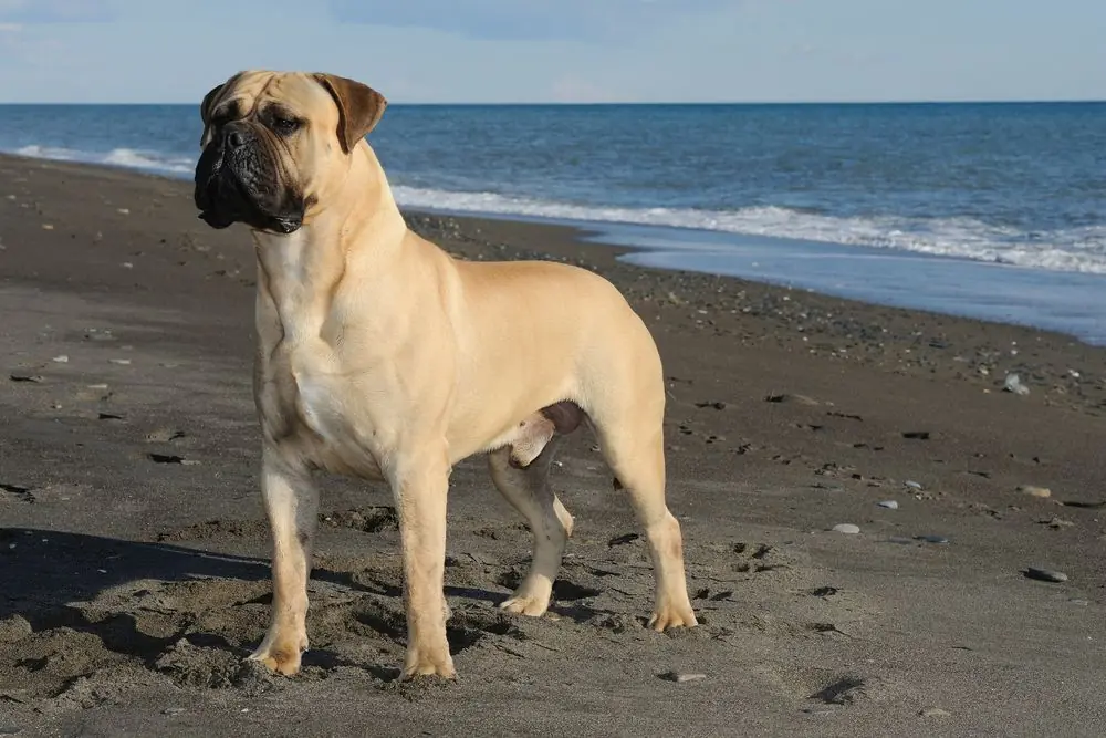 Bullmastiff de pie sobre la arena mirando al frente