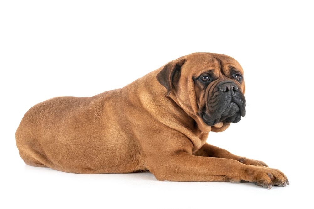 Bullmastiff descansando sobre una superficie blanca