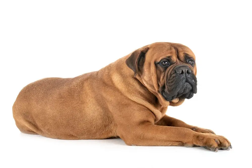 Bullmastiff descansando sobre una superficie blanca
