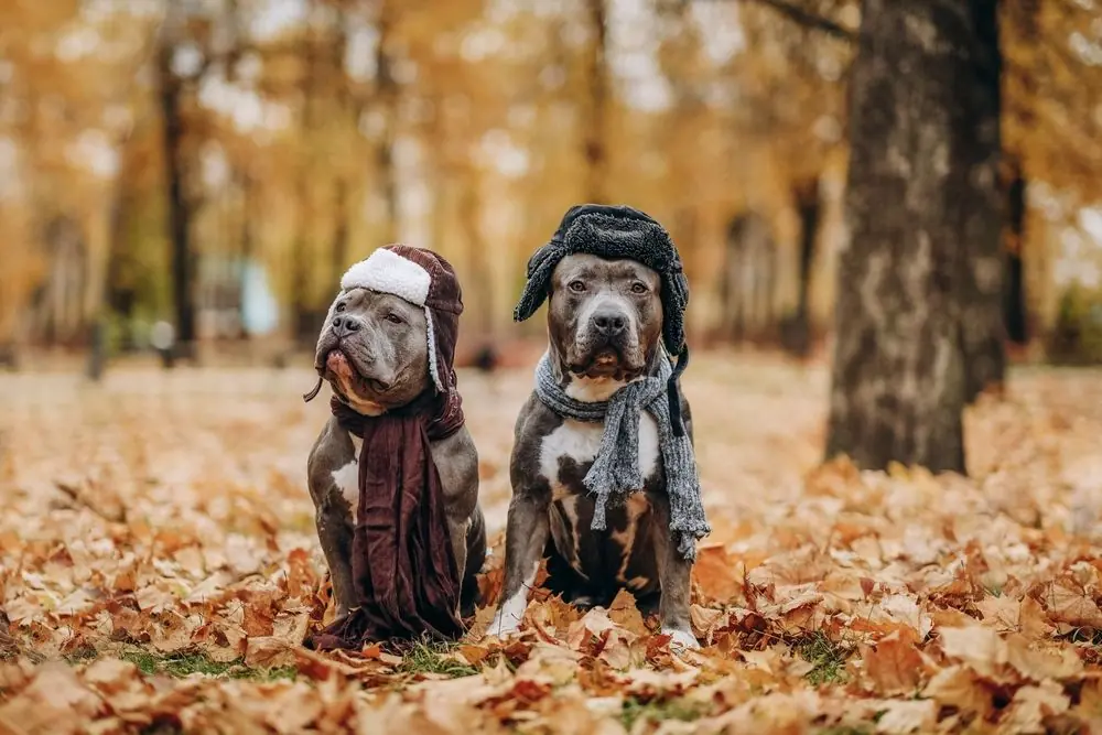 Bully Américain. Caractéristiques, caractère et soins