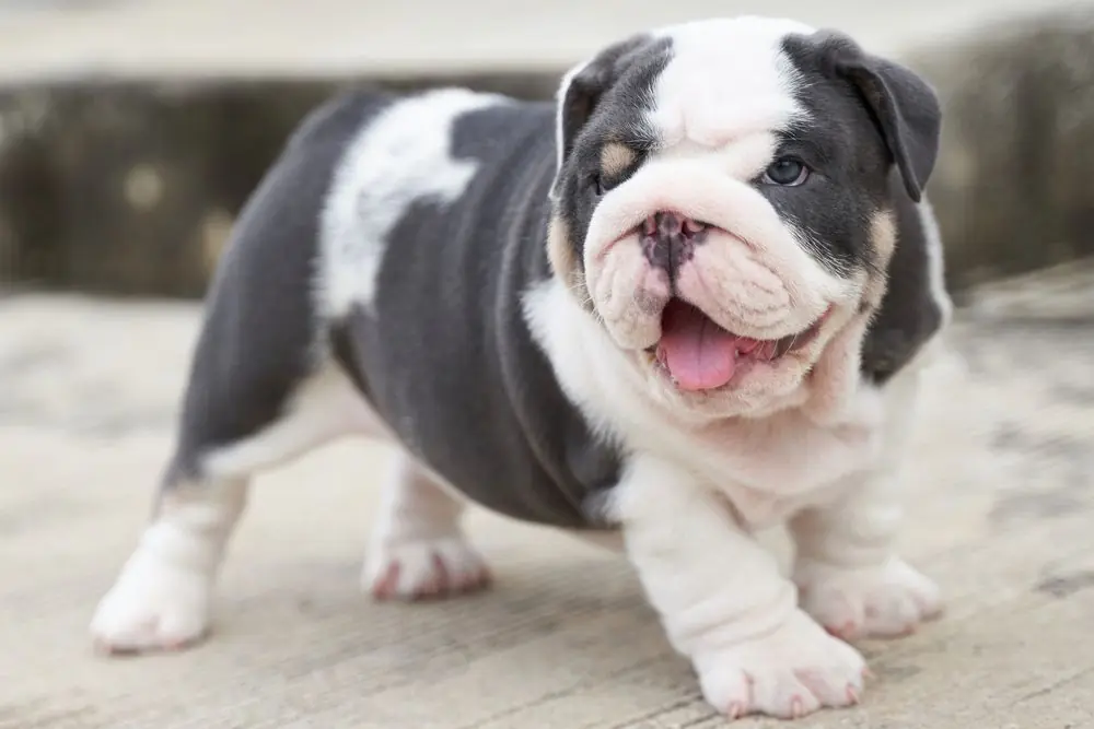  Bulldog Inglés joven con expresión curiosa.