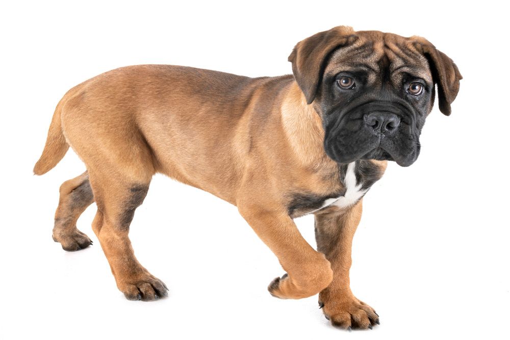 Cachorro de Bullmastiff mirando curiosamente
