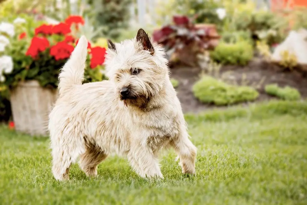 Cairn terrier: características, cuidados, alimentación y carácter