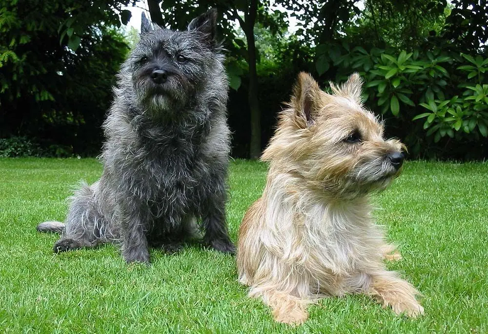 Cairn terrier socializacion entrenamiento