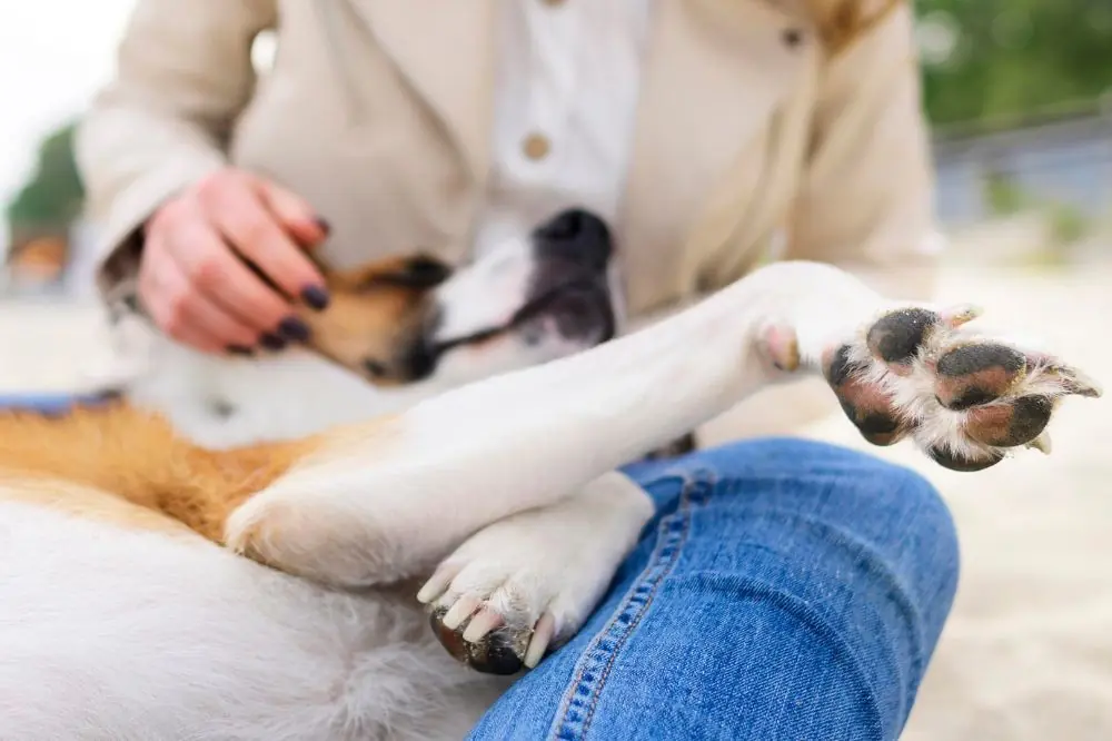Cáncer de piel en perros: tipos, síntomas y tratamiento