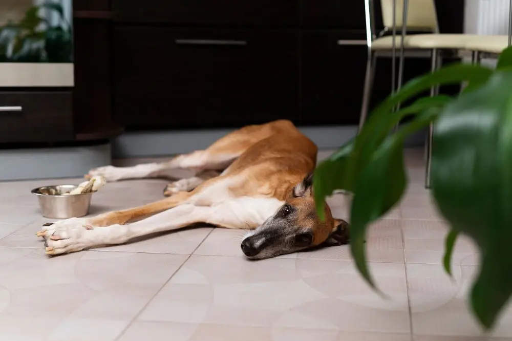 Cáncer en perros: diagnóstico y tratamiento