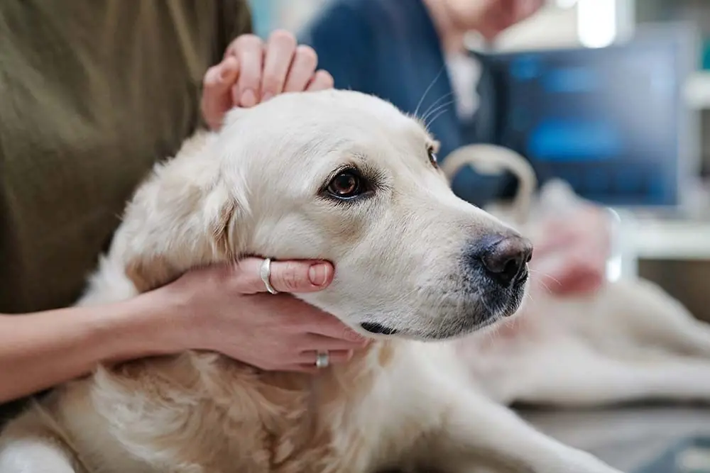 Cancro osseo cane: come riconoscere e curare la patologia più comune del tuo amico a quattro zampe