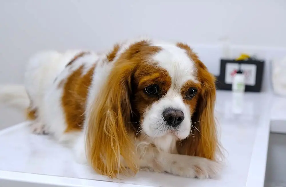 Cancro osseo importanza prevenire rilevare in tempo