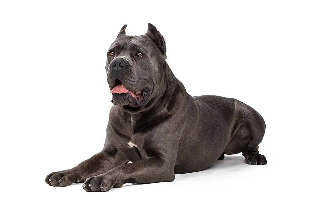 Cane corso
