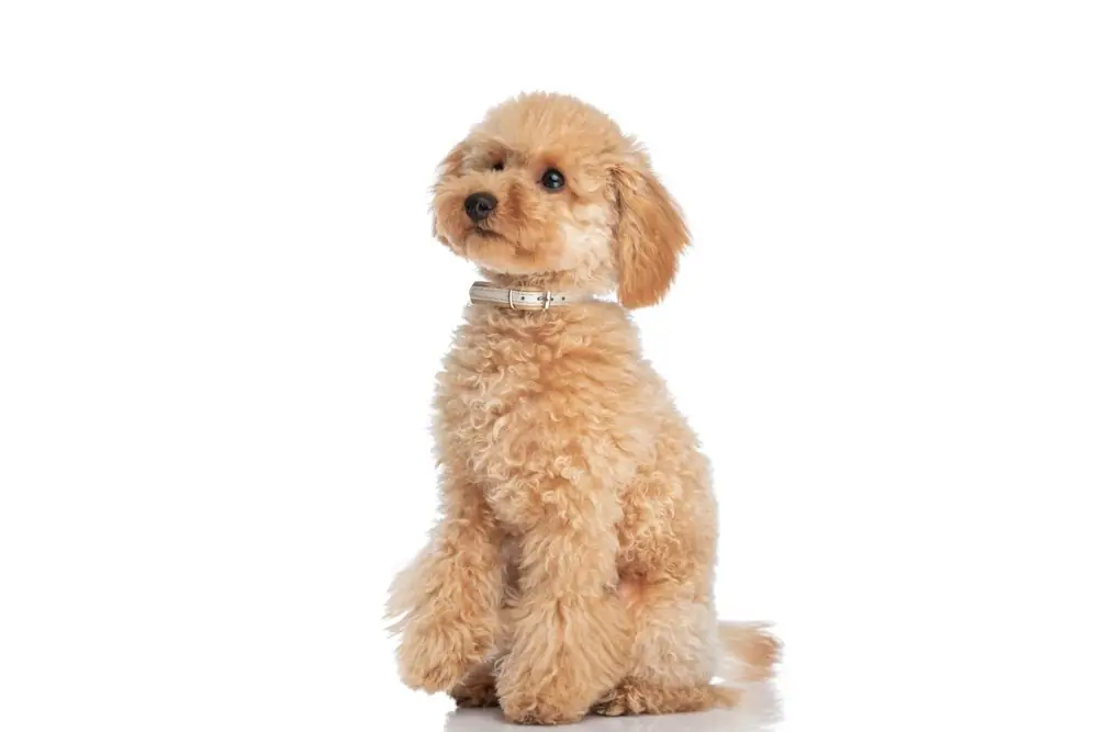 Caniche. Caractéristiques, Caractère et Soins