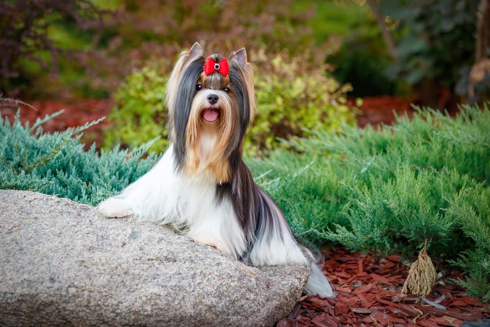 Caracter Biewer yorkshire Terrier