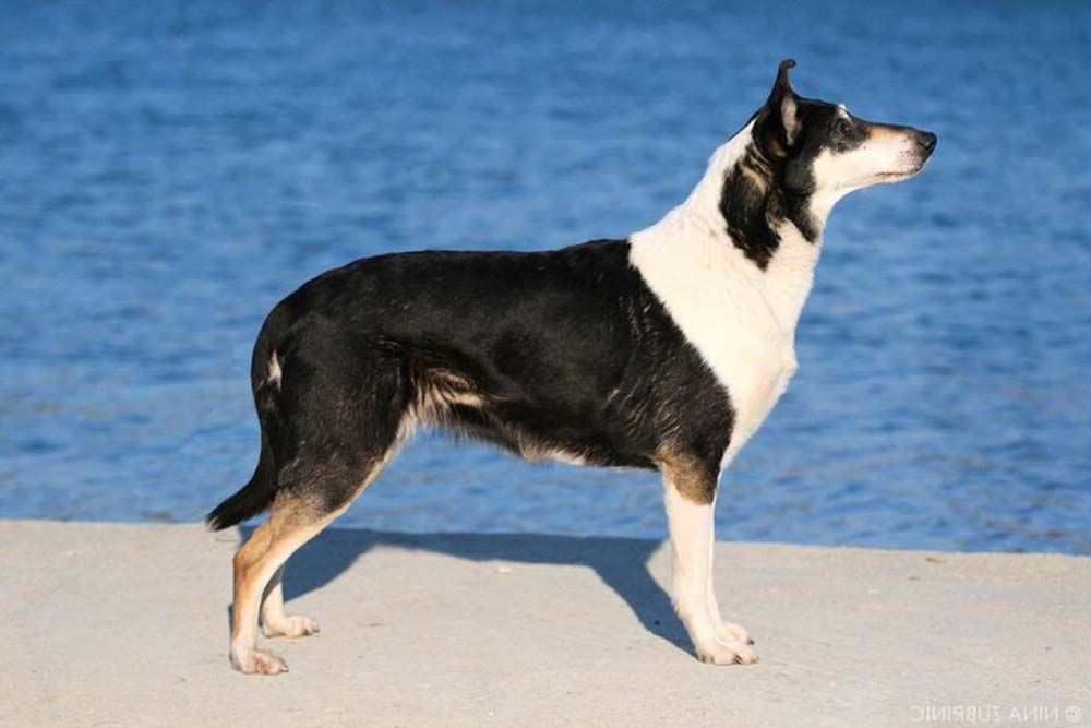 Caracter Collie pelo corto collie smooth