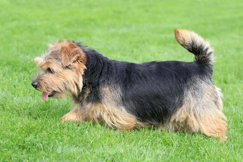 Caracter Norfolk Terrier