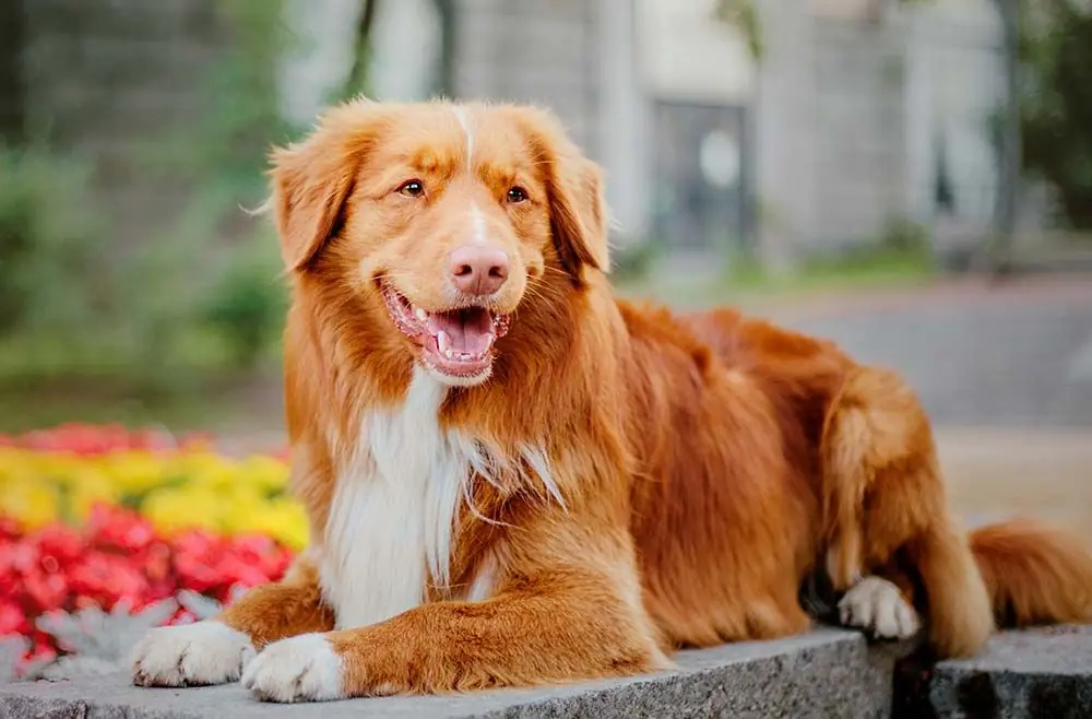 Caracter Nova Scotia Duck Tolling Retriever