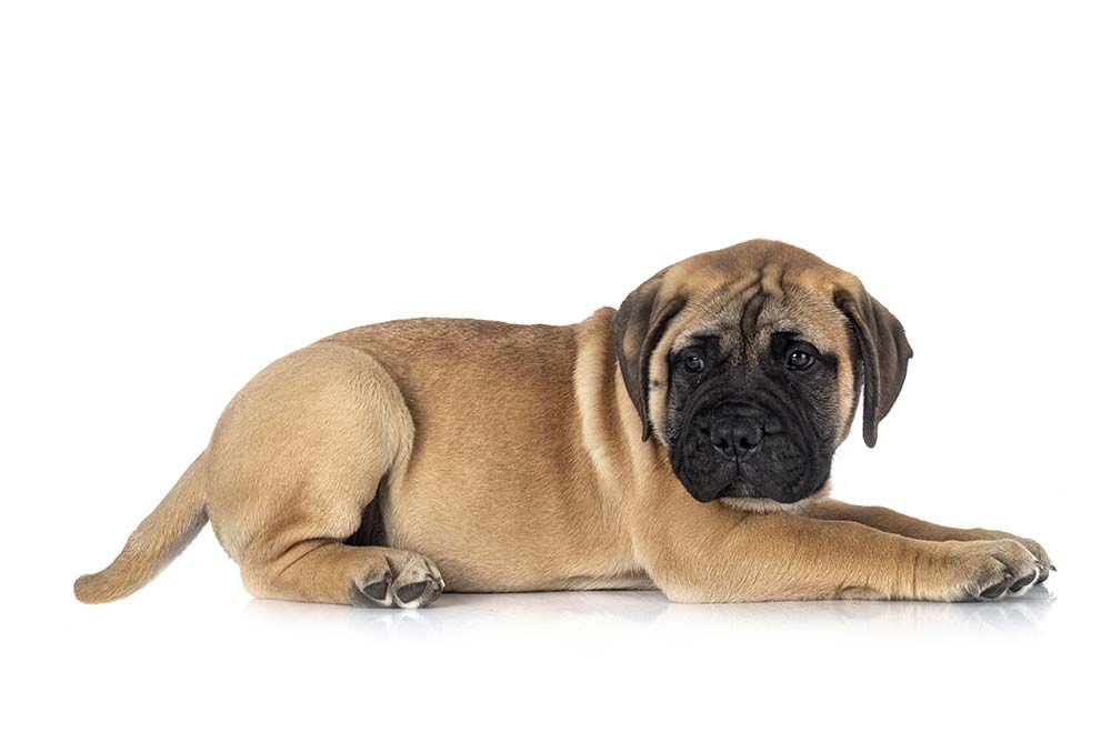 Caracter bullmastiff