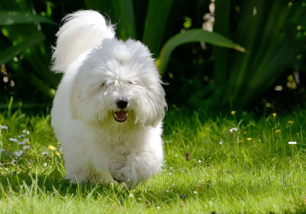 Caracter coton tulear
