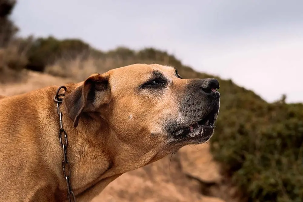 Caracter de Cimarron uruguayo