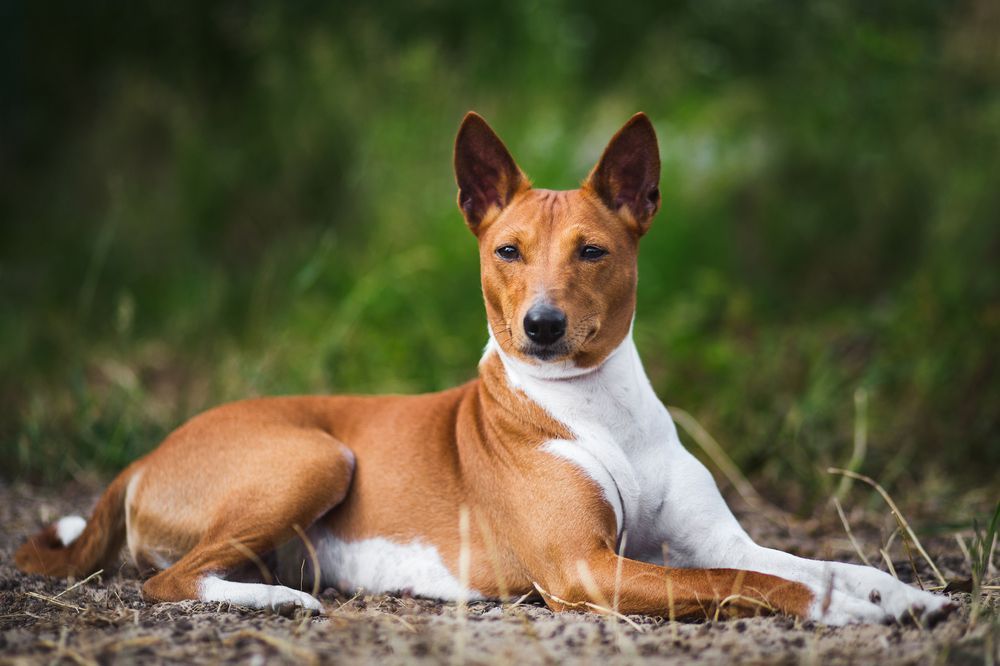 Caracter de basenji