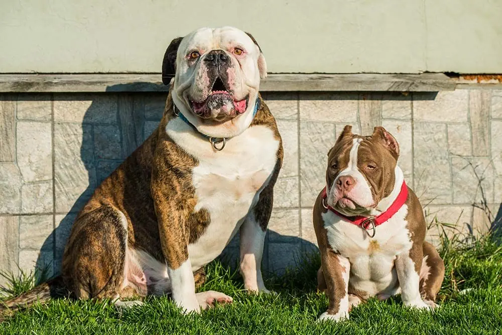 Caracter del Bulldog Americano