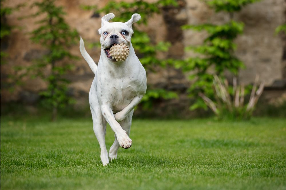 Caracter del Dogo Argentino