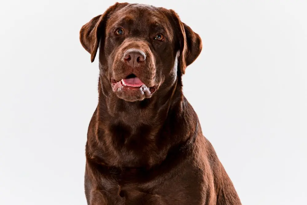 Caracter del Dogo de Burdeos