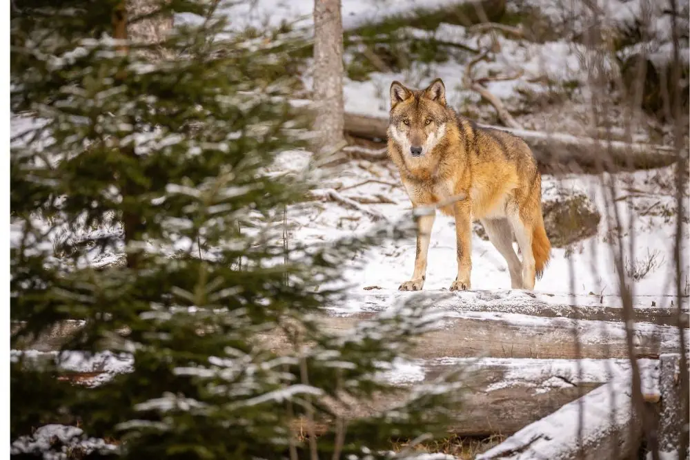 Caracter del Eurasier