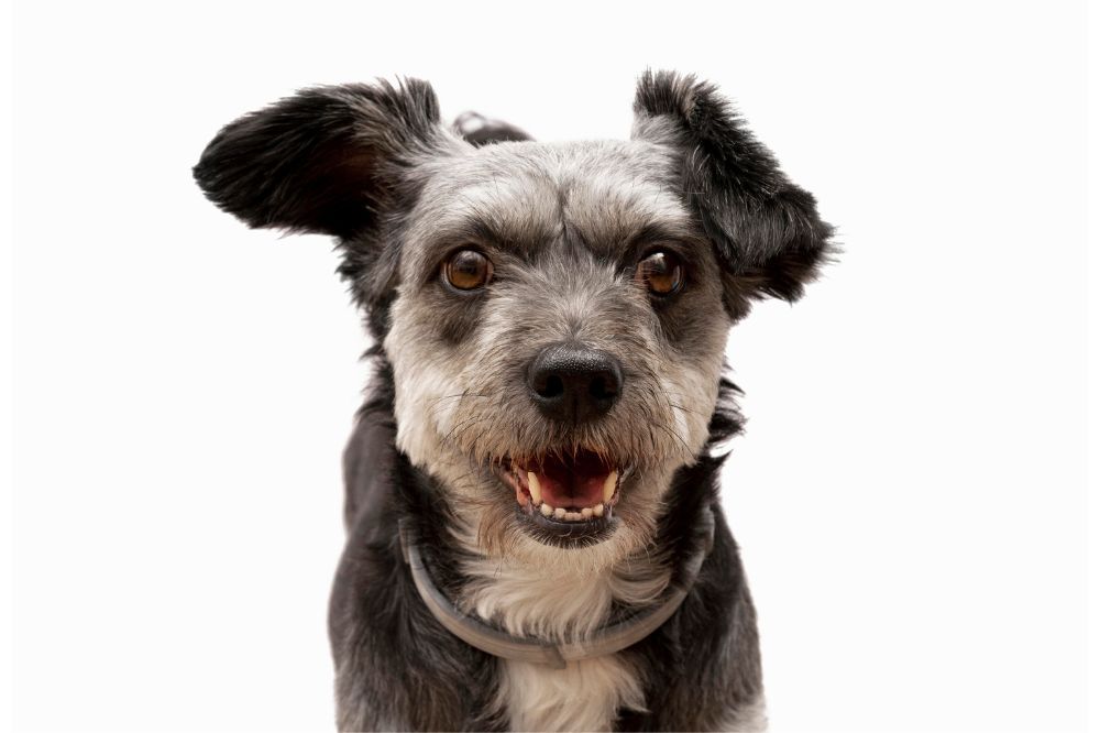 Caracter del Fox Paulistinha o Terrier Brasileno