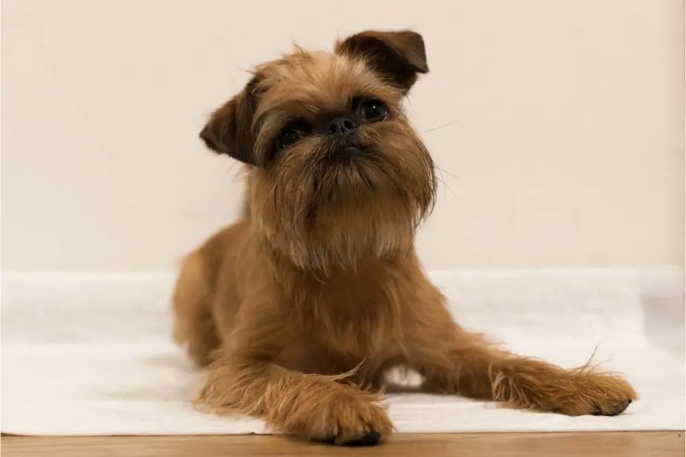 Caracter del Grifon Belga