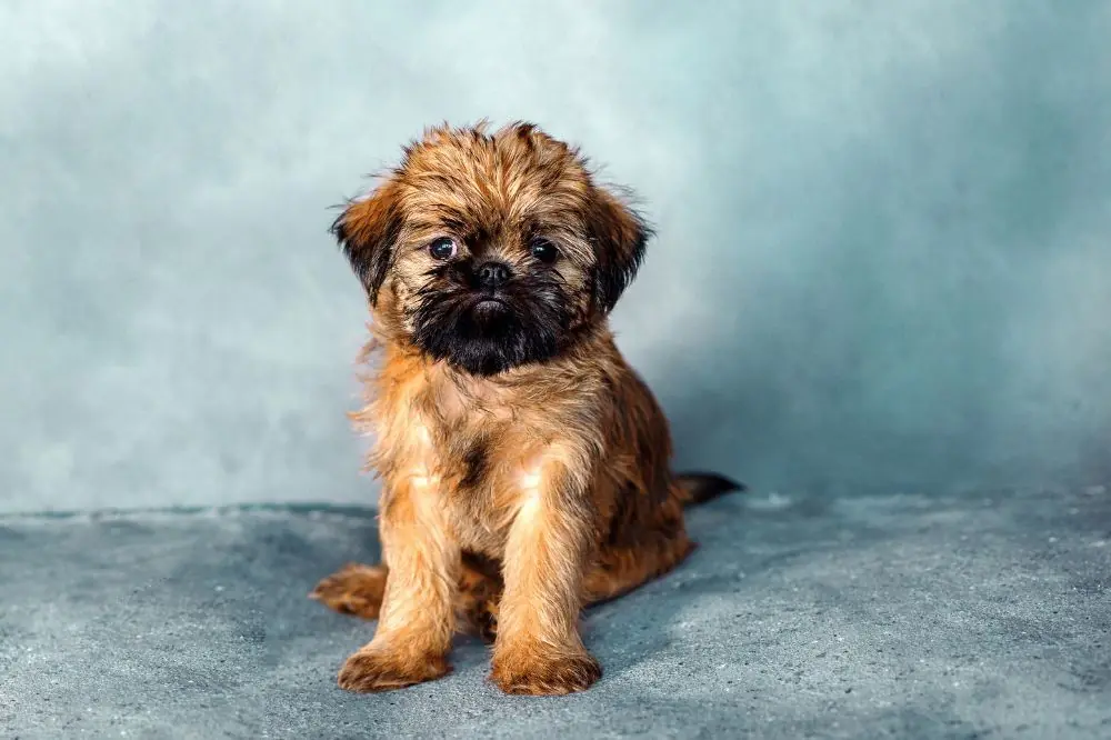Caracter del Grifon de Bruselas