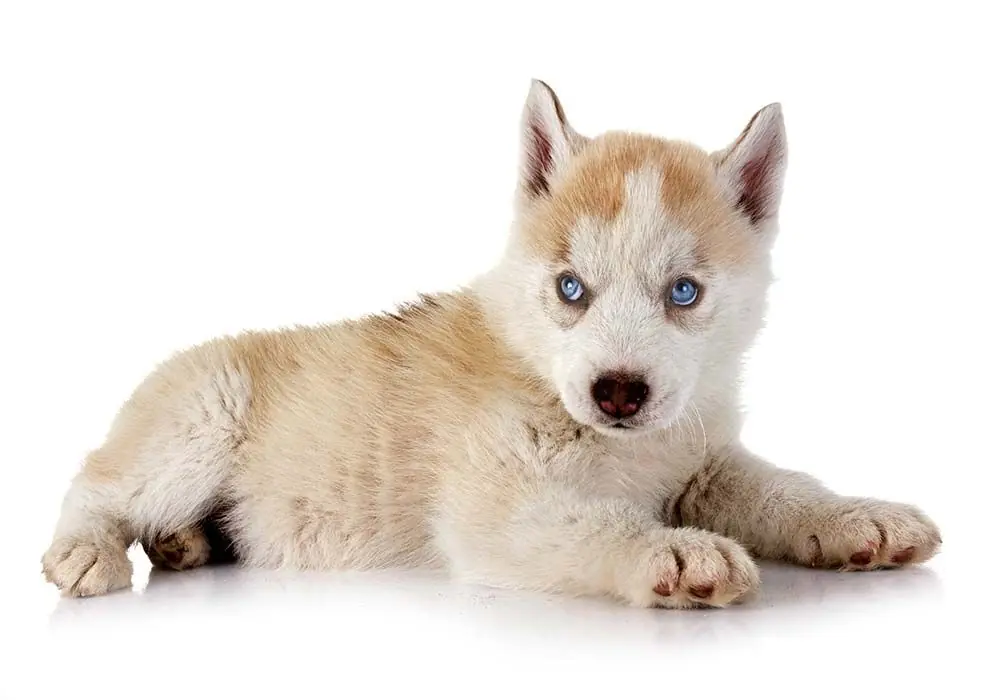 Caracter del Husky inu