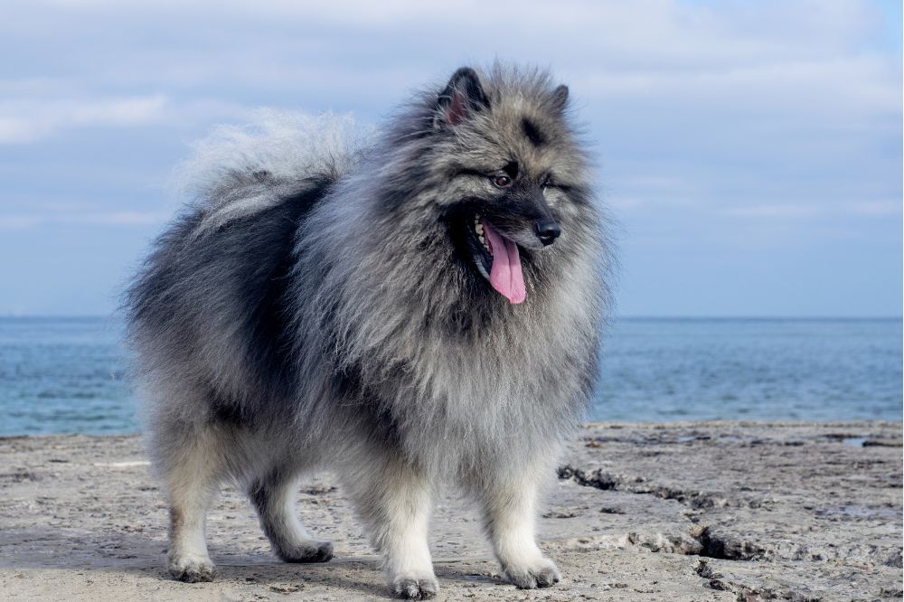 Caracter del Keeshond