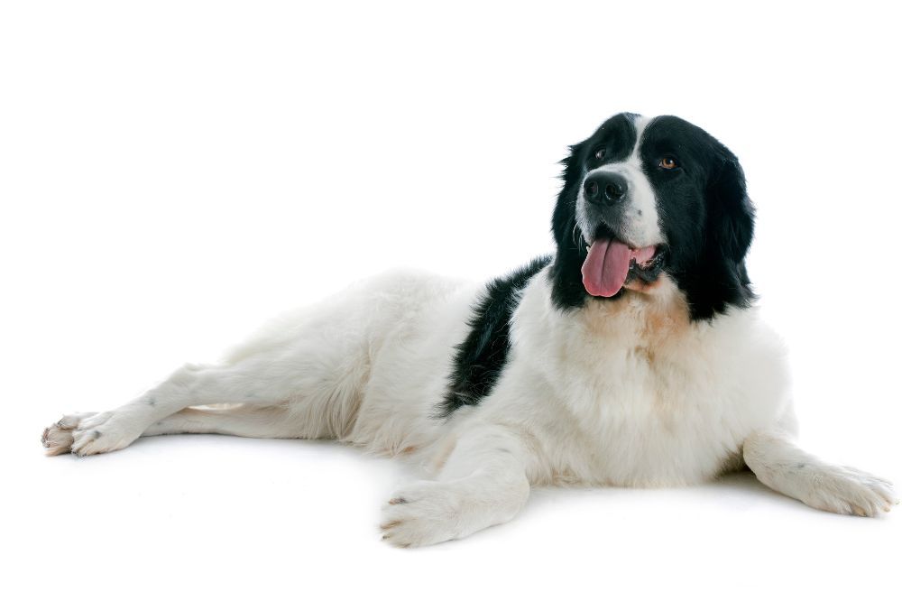 Caracter del Landseer