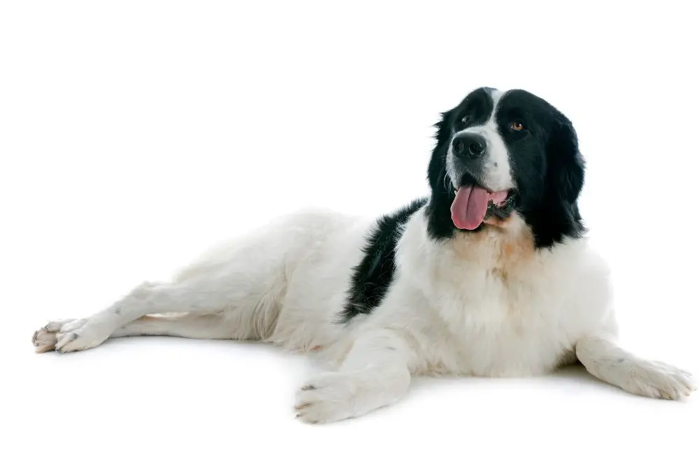 Caracter del Landseer