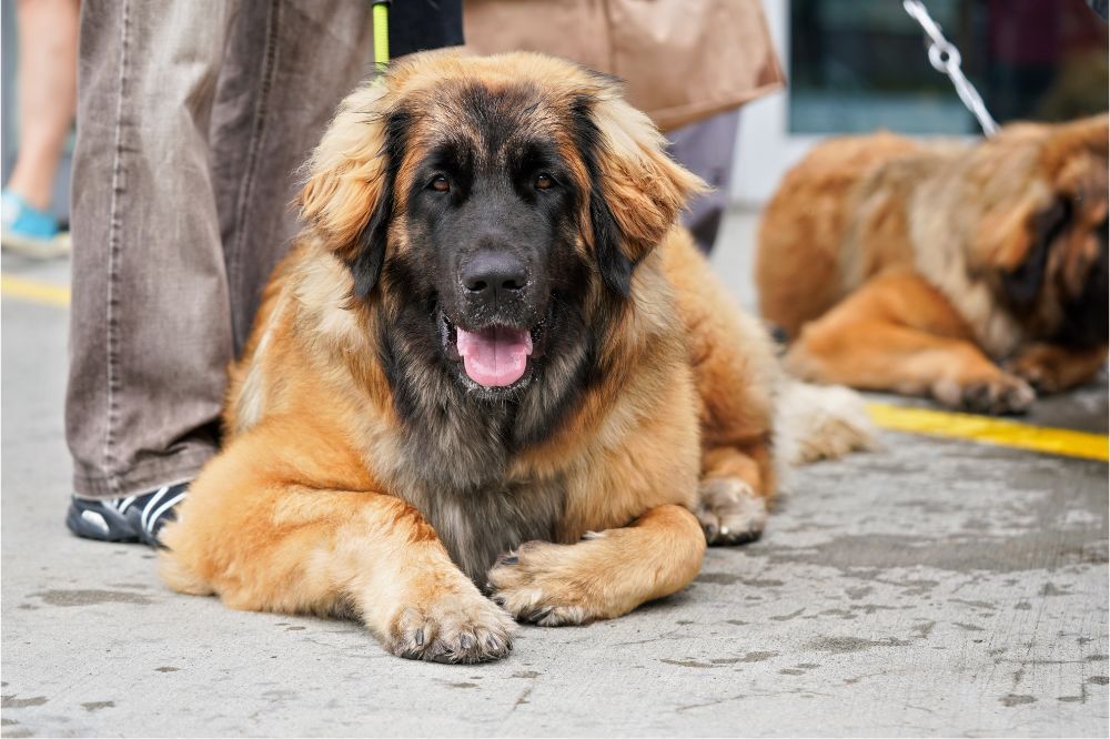 Caracter del Leonberger