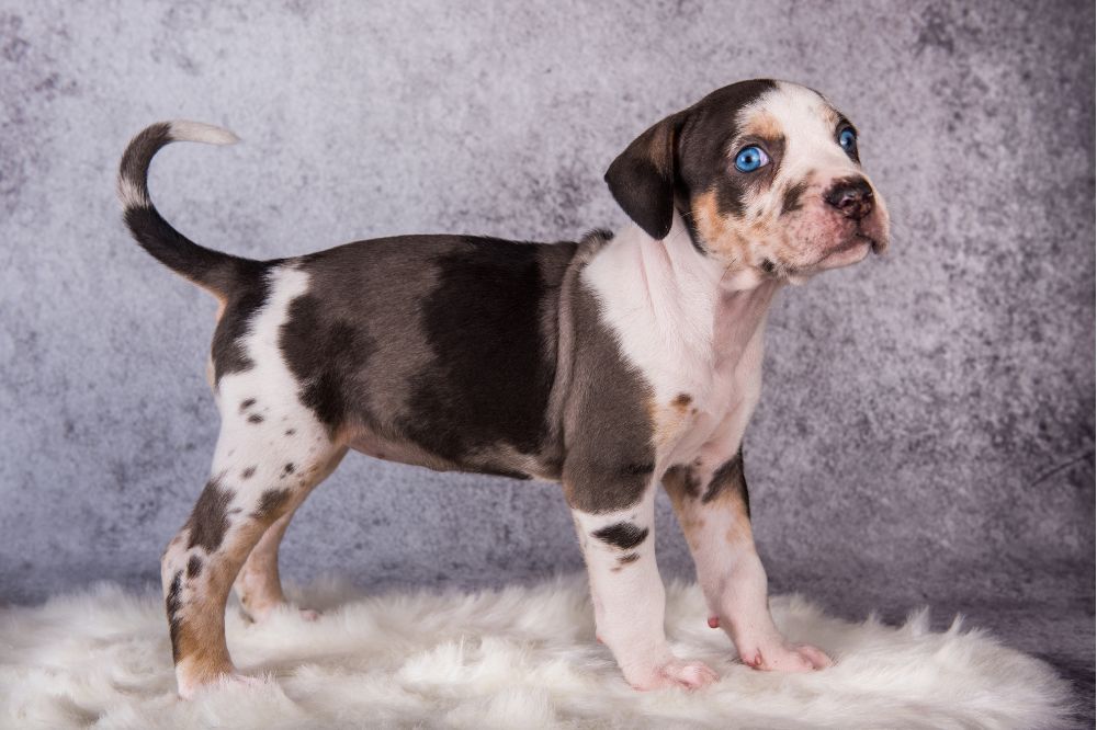 Caracter del Leopardo de Catahoula