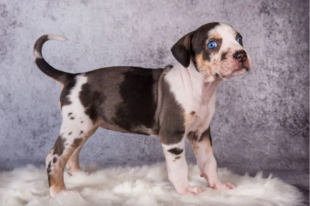 Caracter del Leopardo de Catahoula