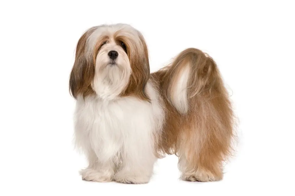 Caracter del Lhasa Apso