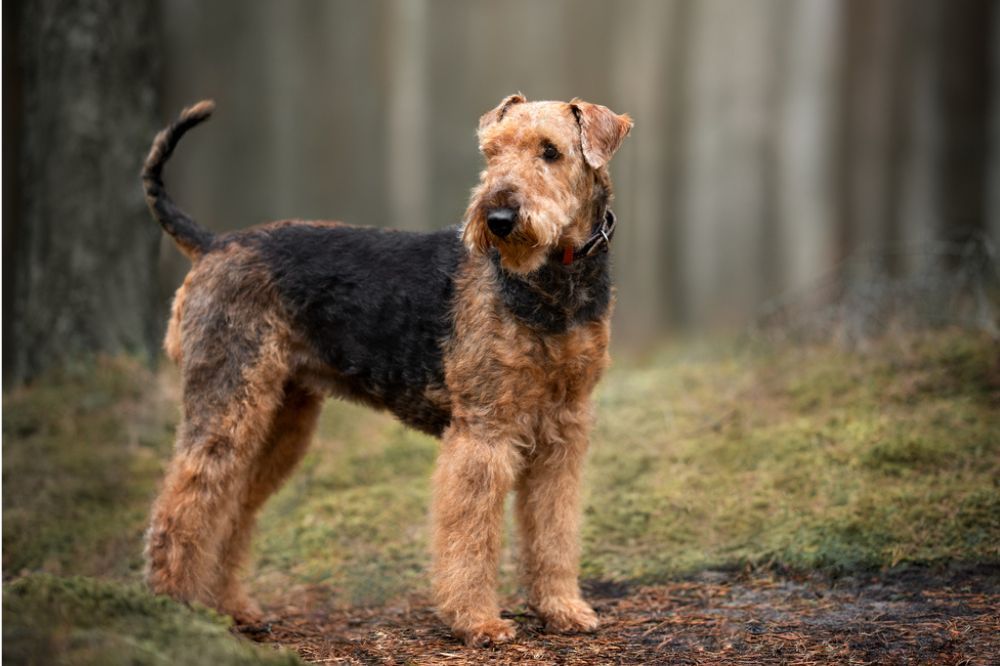Caracter del airedale terrier