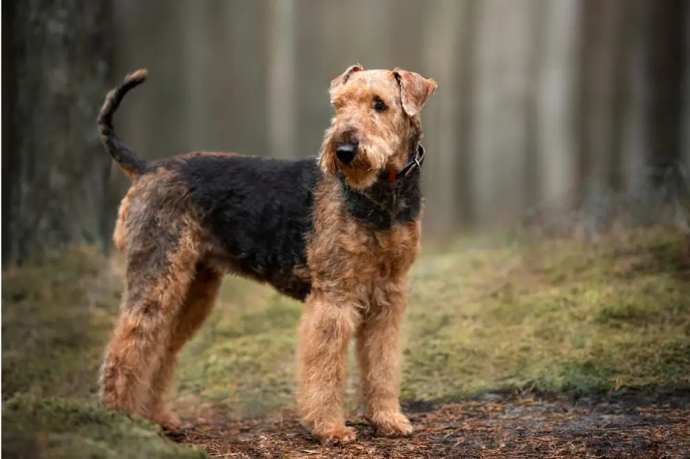 Caracter del airedale terrier