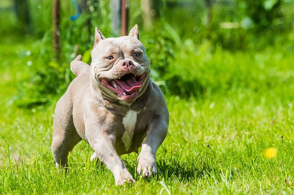 Caracter del american bully