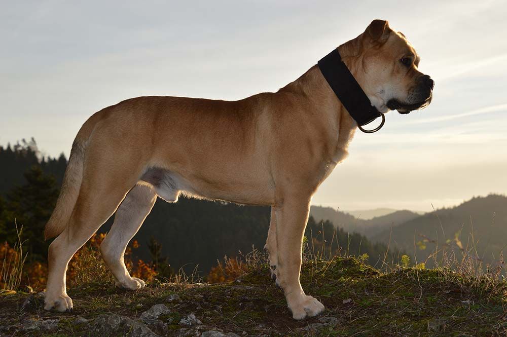 Caracter del ca de bou