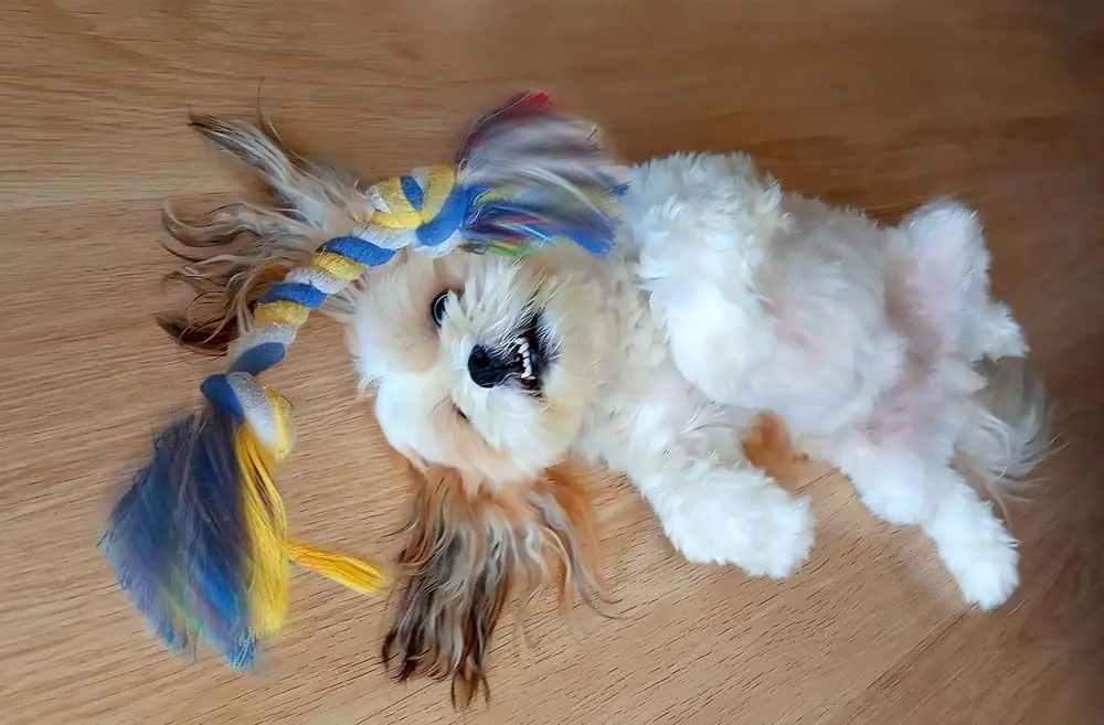 Caracter del cavachon