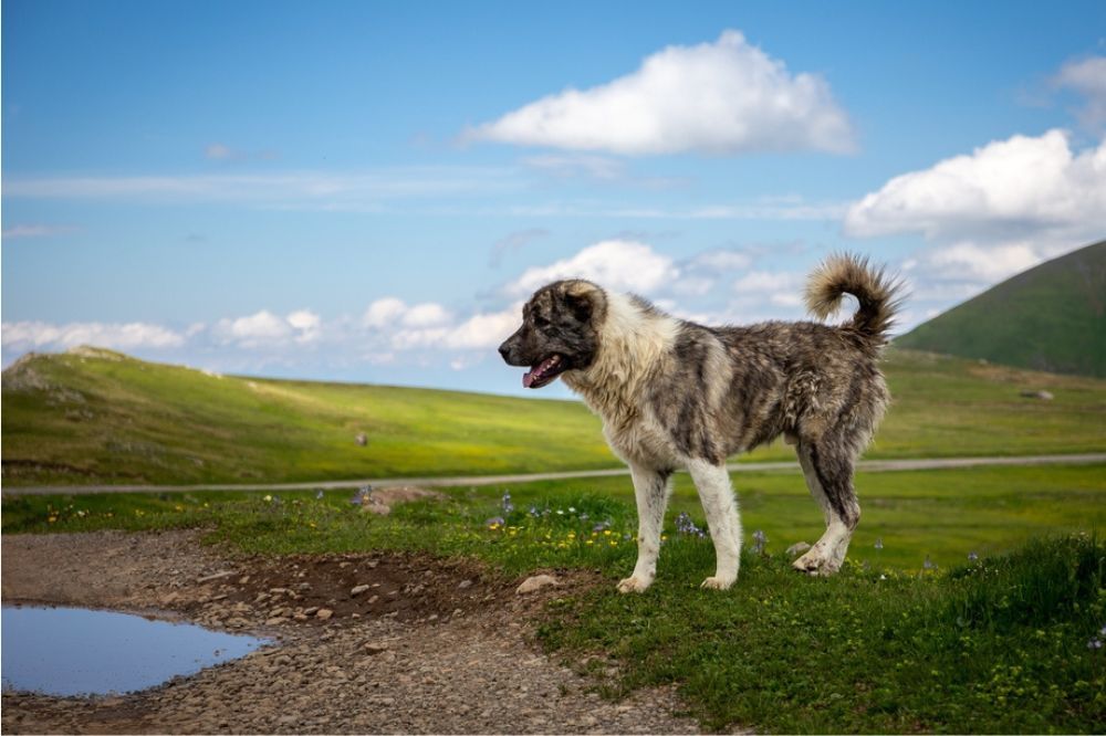 Caracter del pastor del Caucaso