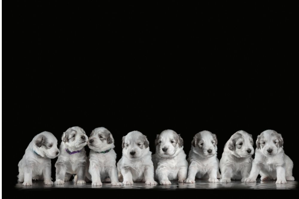 Caracter del pastor del sur de Rusia